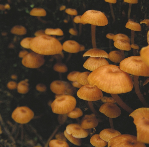 Tubaria?
